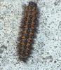 Melitaea sp.